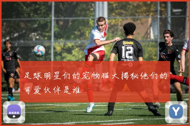 足球明星们的宠物猫大揭秘他们的可爱伙伴是谁
